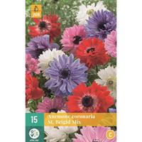 Anemone cor. St. Brigid Mix JUB, 15 bloembollen - Jub