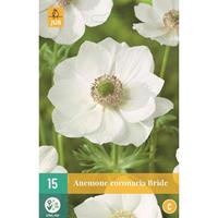 Anemone cor. Bride JUB, 15 bloembollen - Jub