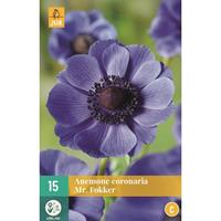 Anemone cor. Mr. Fokker JUB, 15 bloembollen - Jub