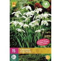 Galanthus flore pleno 15 bollen