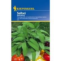 Salbei - Kräutersamen - 