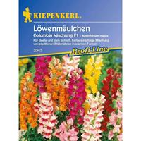 Antirrhinum majus Löwenmäulchen Columbia Mischung