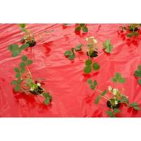 Nature Kweekfolie voor aardbeien 0.95 x 5 m