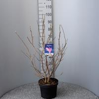 Plantenwinkel.nl Magnolia struik Susan - 80 - 100 cm - 5 stuks