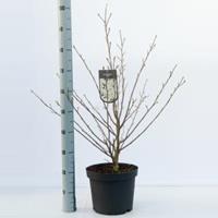 Magnolia struik Stellata - 80 - 100 cm - 5 stuks