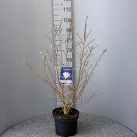 Magnolia struik Stellata Royal Star - 80 - 100 cm - 5 stuks