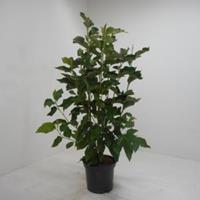 Magnolia struik Heaven Scent - 125 - 150 cm - 4 stuks