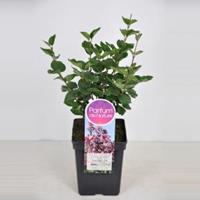 Plantenwinkel.nl Dwergsering (syringa Tinkerbelle) - 40-60 cm - 1 stuks