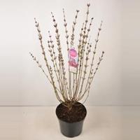 Plantenwinkel.nl Dwergsering (syringa Tinkerbelle) - 90-120 cm - 1 stuks