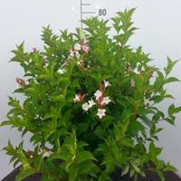 Plantenwinkel.nl Weigela Florida struik Pink Princess - 60 - 80 cm - 5 stuks