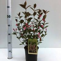 Plantenwinkel.nl Weigela Florida struik Nana Purpurea - 60 - 80 cm - 5 stuks