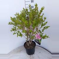 Plantenwinkel.nl Weigela struik Rosea - 60 - 80 cm - 5 stuks