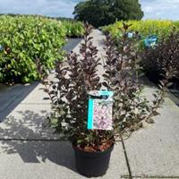 Plantenwinkel.nl Weigela Florida struik Foliis Purpureis - 80 - 100 cm - 5 stuks