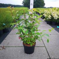 Plantenwinkel.nl Weigela struik Bristol Ruby - 80 - 100 cm - 5 stuks