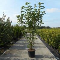 Plantenwinkel.nl Magnolia struik Heaven Scent - 200 - 220 cm - 3 stuks