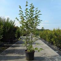 Plantenwinkel.nl Magnolia struik Soulangeana - 175 - 200 cm - 3 stuks