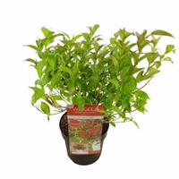 Plantenwinkel.nl Weigela Florida struik All Summer Red - 3 stuks