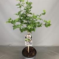 Plantenwinkel.nl Hibiscus syriacus Red Heart op stam - Stam 50 cm - 2 stuks