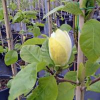 Plantenwinkel.nl Magnolia struik Brooklynensis Yellow Bird - 200 - 220 cm - 1 stuks