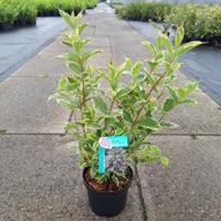 Plantenwinkel.nl Weigela Florida struik Nana Variegata 50 cm - 7 stuks