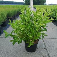 Plantenwinkel.nl Weigela struik Candida - 80 - 100 cm - 5 stuks