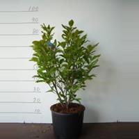 Plantenwinkel.nl Magnolia struik Susan - 50 - 70 cm - 5 stuks