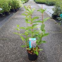 Plantenwinkel.nl Weigela struik Bristol Ruby - 50 - 60 cm - 7 stuks