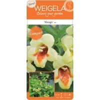 Plantenwinkel.nl Weigela Florida struik Mango - 3 stuks