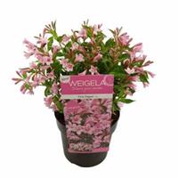 toom Zwerg-Weigelie 'Pink Poppet' 19 cm Topf