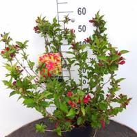 Plantenwinkel.nl Weigela struik Red Prince - 50 - 60 cm - 5 stuks