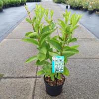 Plantenwinkel.nl Weigela struik Candida - 50 - 60 cm - 7 stuks