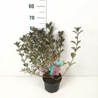 Plantenwinkel.nl Weigela Florida struik Foliis Purpureis 50 cm - 7 stuks