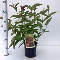 Plantenwinkel.nl Weigela struik Bristol Ruby 50 cm - 12 stuks
