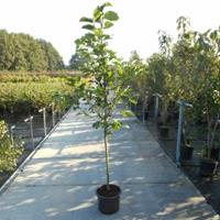 Plantenwinkel.nl Magnolia struik Galaxy - 175 - 200 cm - 4 stuks