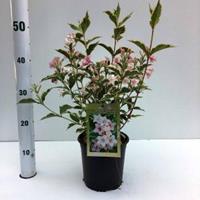 Plantenwinkel.nl Weigela Florida struik Nana Variegata - 30 - 40 cm - 12 stuks