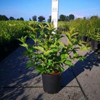 Plantenwinkel.nl Weigela struik Red Prince - 60 - 80 cm - 5 stuks