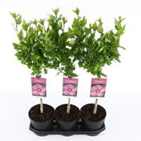 Plantenwinkel.nl Hibiscus syriacus Woodbridge op stam - Stam 30 cm - 3 stuks