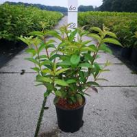 Plantenwinkel.nl Weigela struik Bristol Ruby - 60 - 80 cm - 5 stuks