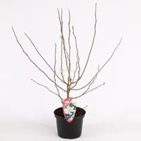 Plantenwinkel.nl Magnolia struik Stellata - 50 - 60 cm - 8 stuks