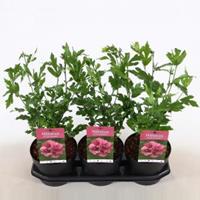 Plantenwinkel.nl Hibiscus syriacus Duc de Brabant - 40 cm - 3 stuks