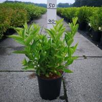 Plantenwinkel.nl Weigela struik Candida - 60 - 80 cm - 5 stuks