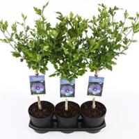 Plantenwinkel.nl Hibiscus syriacus Oliseau Blue op stam - Stam 30 cm - 3 stuks