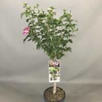 Plantenwinkel.nl Hibiscus syriacus Tricolour op stam - Stam 50 cm - 3 stuks