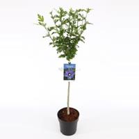 Plantenwinkel.nl Hibiscus syriacus Oliseau Blue op stam - Stam 60 cm - 9 stuks