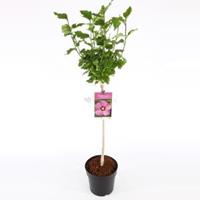 Plantenwinkel.nl Hibiscus syriacus Woodbridge op stam - Stam 60 cm - 9 stuks
