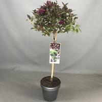 Plantenwinkel.nl Weigela Florida struik Minor Black op stam - 3 stuks