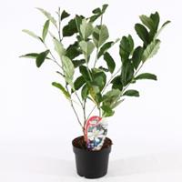 Plantenwinkel.nl Magnolia struik Stellata 50 cm - 3 stuks