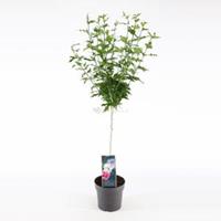 Plantenwinkel.nl Hibiscus syriacus Tricolour op stam - Stam 60 cm - 10 stuks