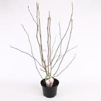 Plantenwinkel.nl Magnolia struik George Henry Kern - 50 - 60 cm - 8 stuks