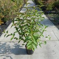 Plantenwinkel.nl Weigela struik Bristol Ruby - 100 - 125 cm - 4 stuks